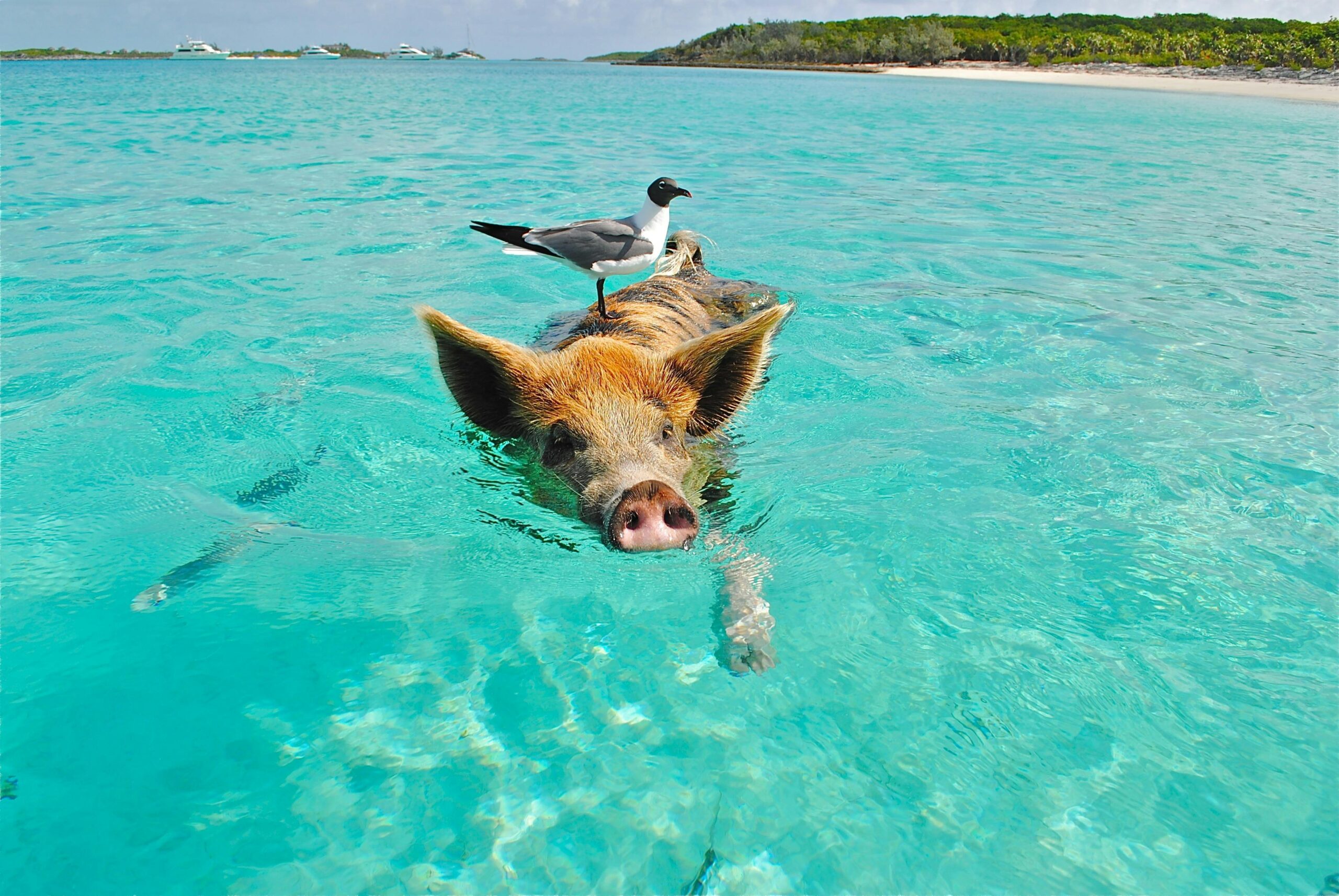 Use this Bahamas Vacation guide as your own personal tour guide!